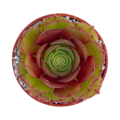 Aeonium 'Madeira Rose'