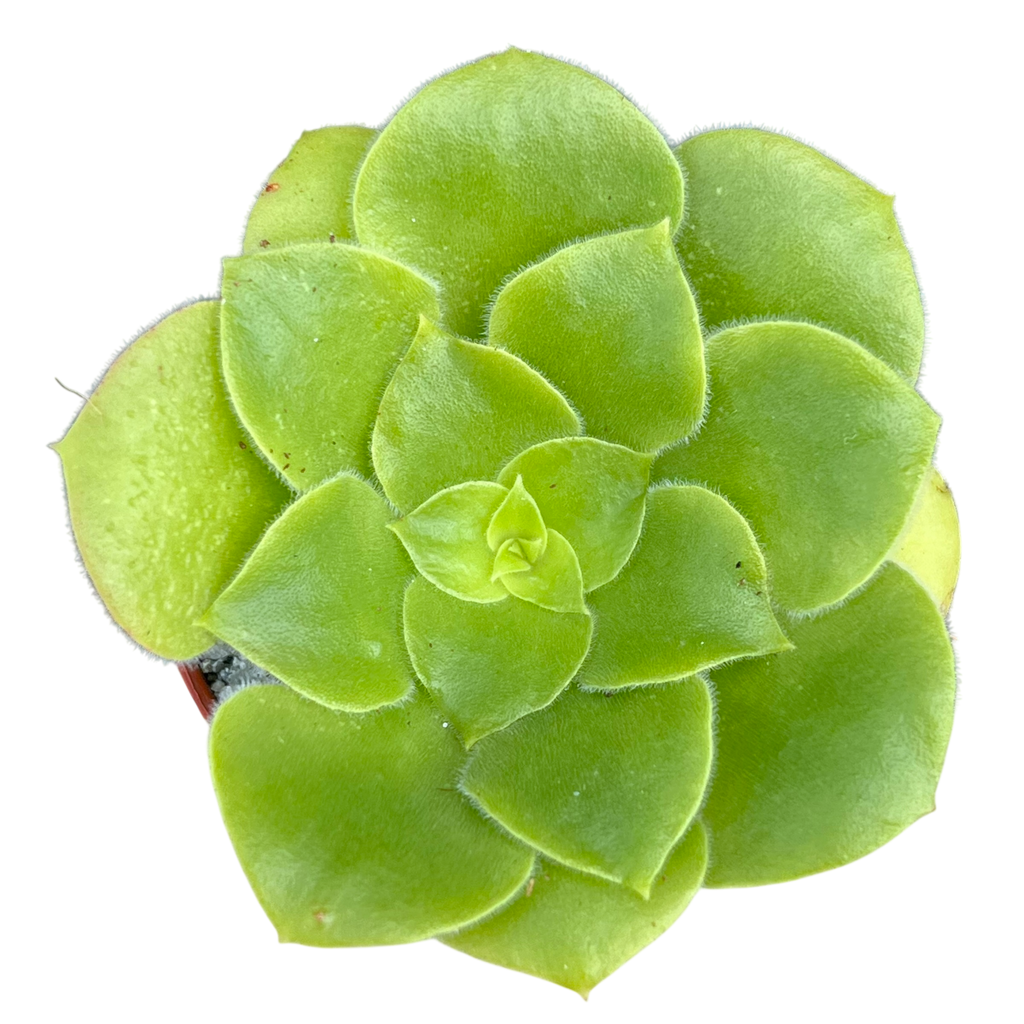 Aeonium canariense var. subplanum