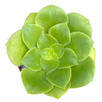 Aeonium canariense var. subplanum