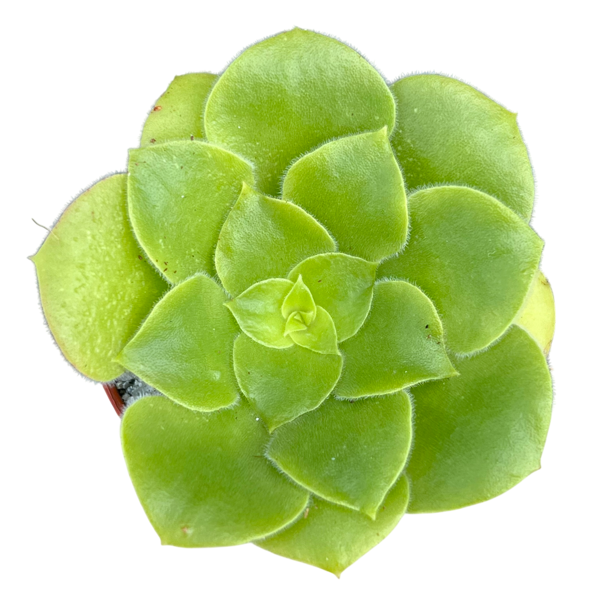 Aeonium canariense var. subplanum