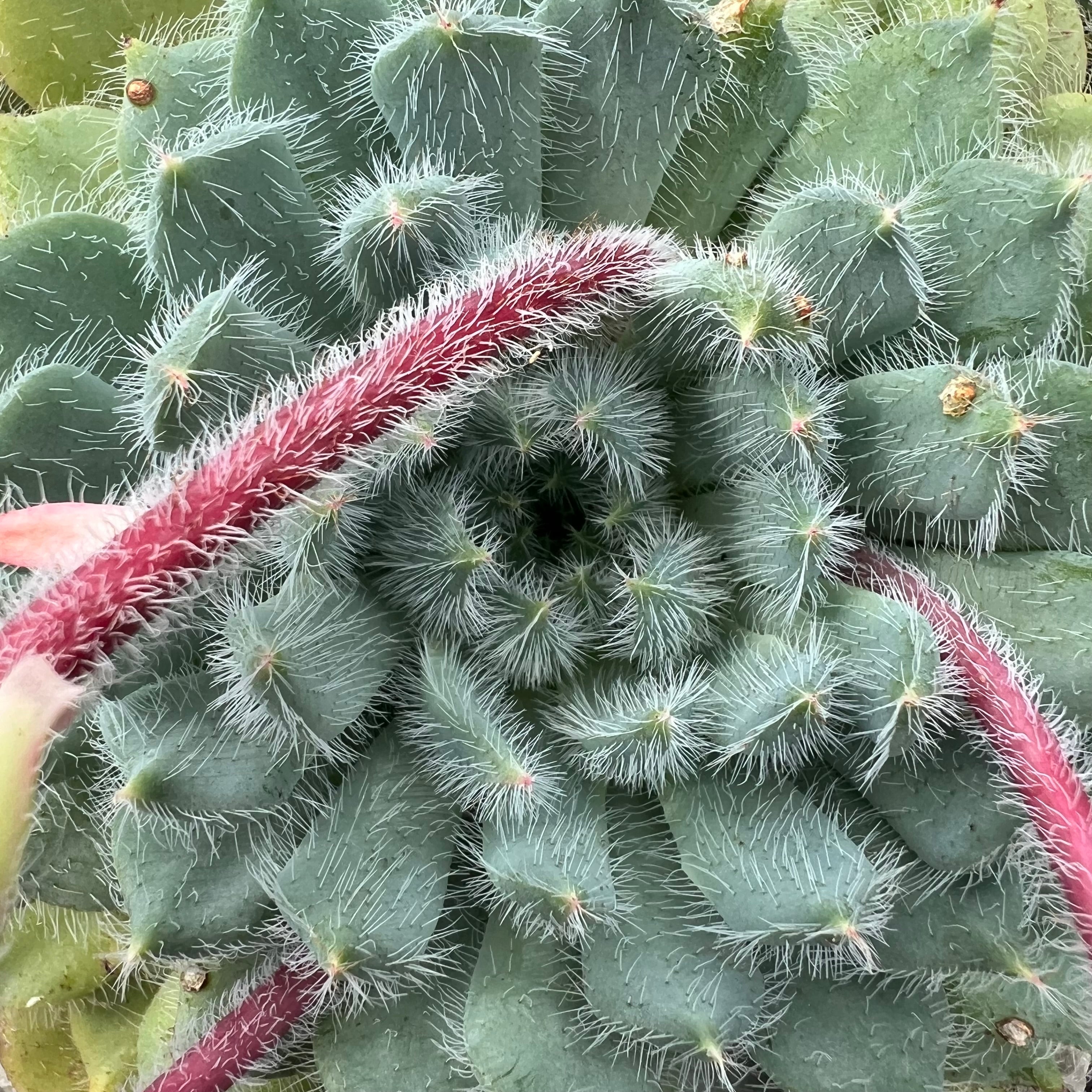 Echeveria 'Tarantula'