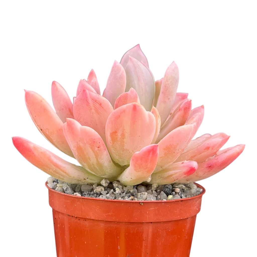 x Pachyveria 'Scheideckeri'