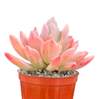 x Pachyveria 'Scheideckeri'