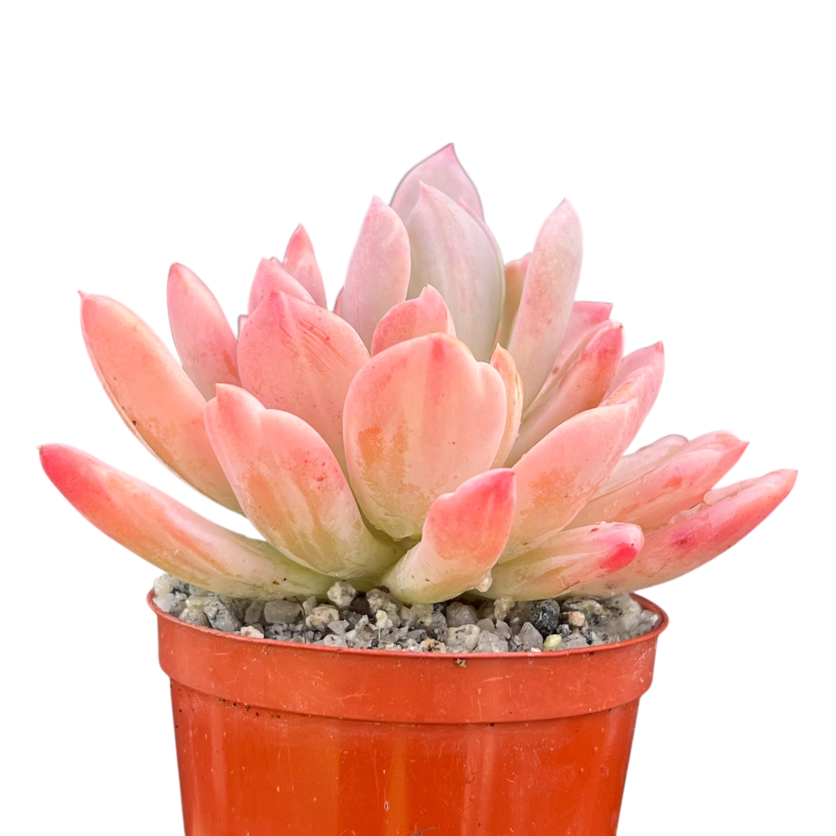 x Pachyveria 'Scheideckeri'