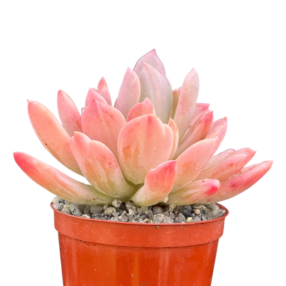 x Pachyveria 'Scheideckeri'