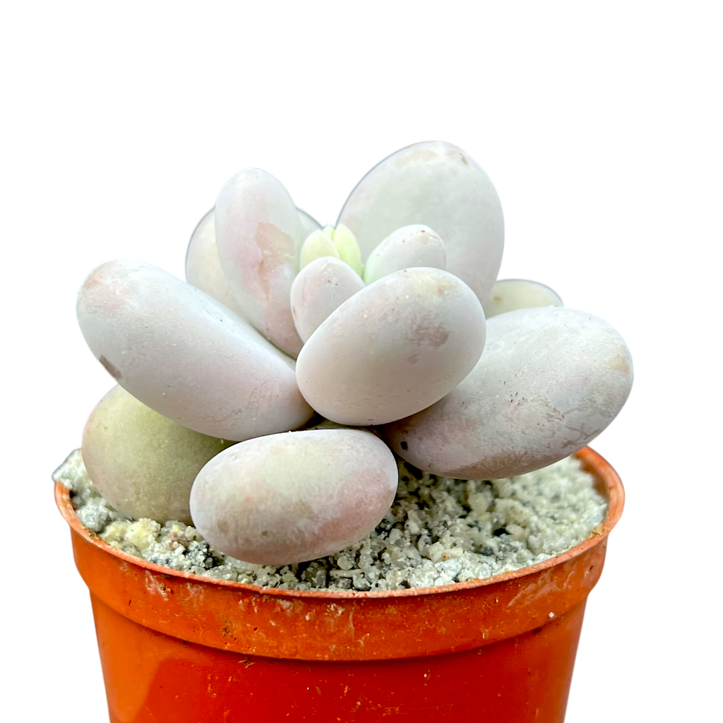 Pachyphytum oviferum | Moonstones