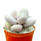 Pachyphytum oviferum | Moonstones