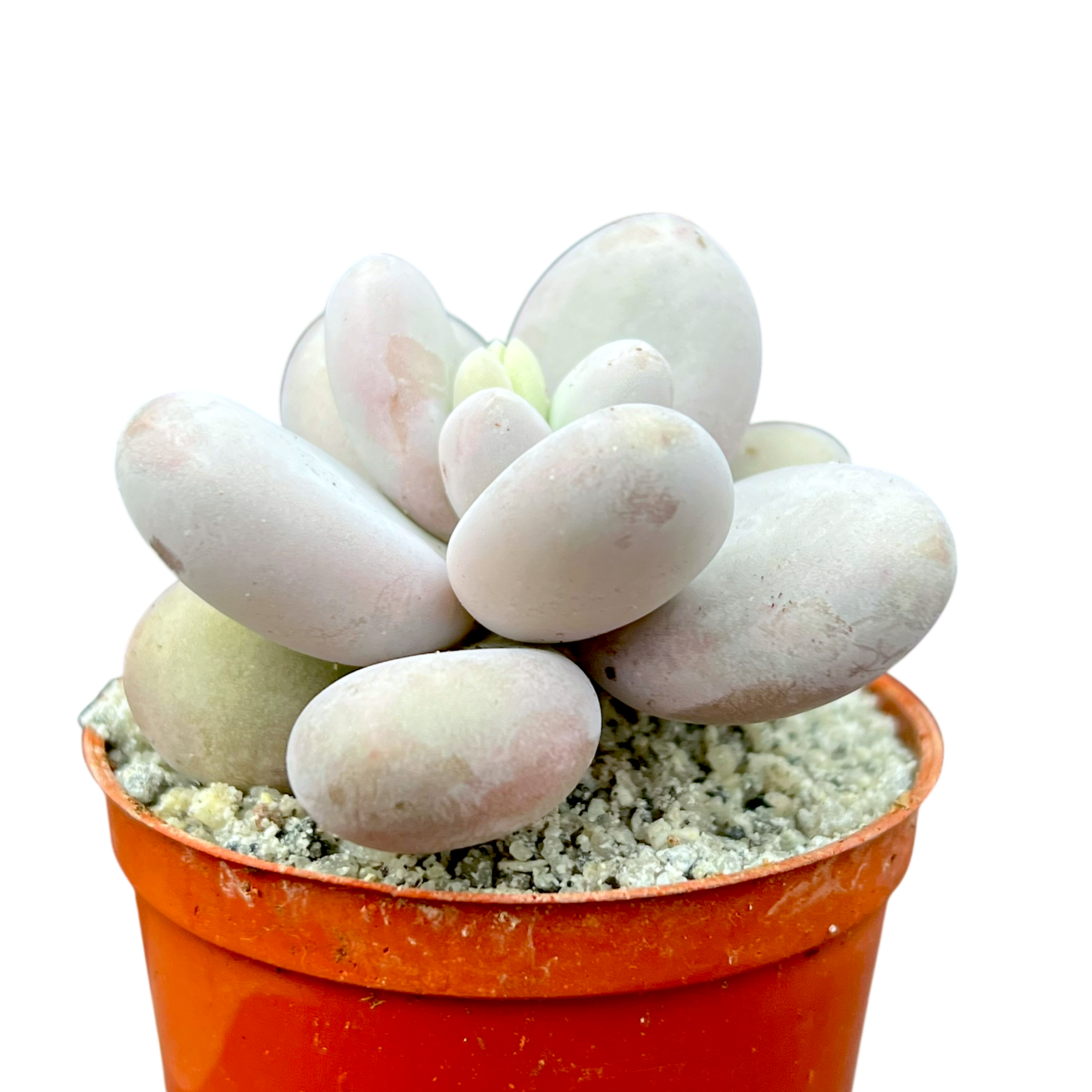 Pachyphytum oviferum | Moonstones