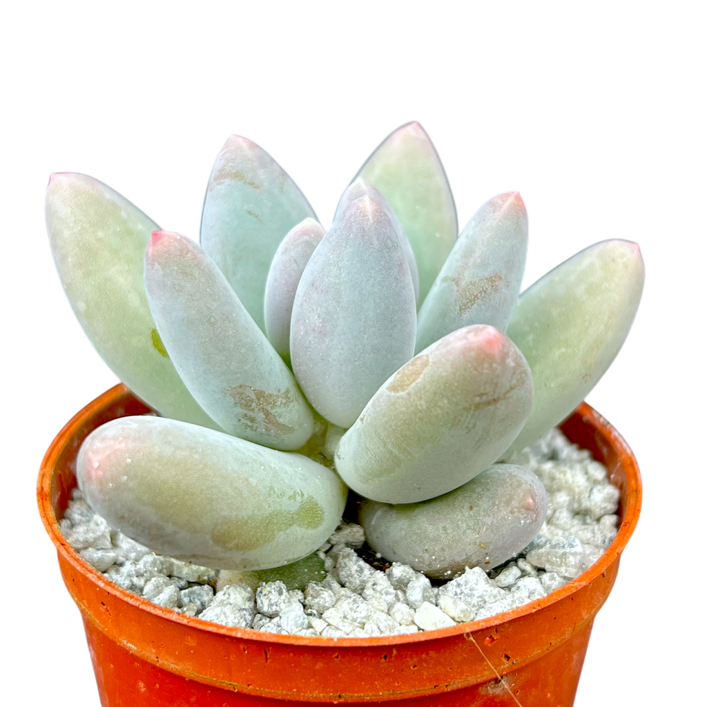 Pachyphytum 'Twilight'
