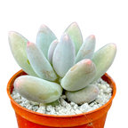 Pachyphytum 'Twilight'