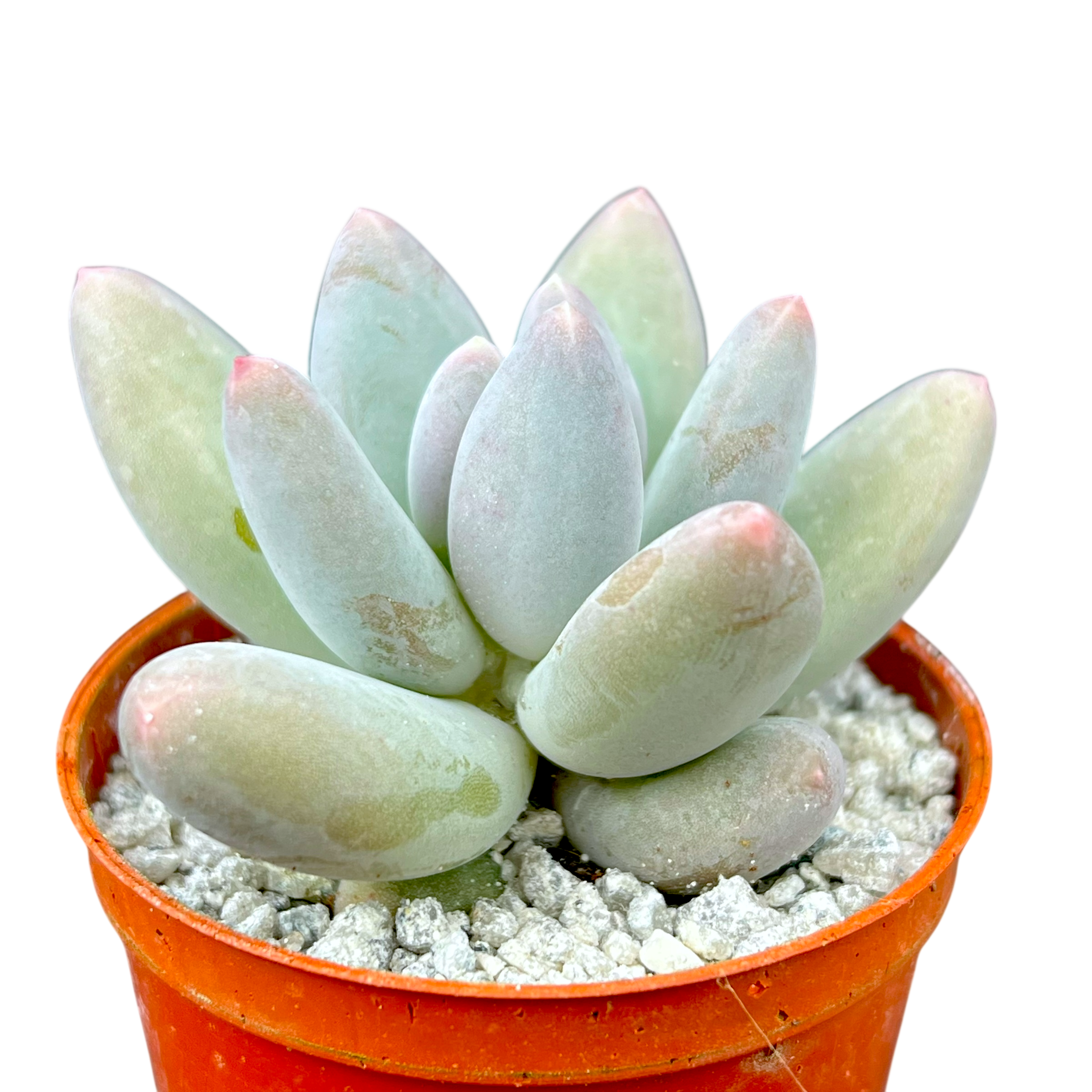 Pachyphytum 'Twilight'