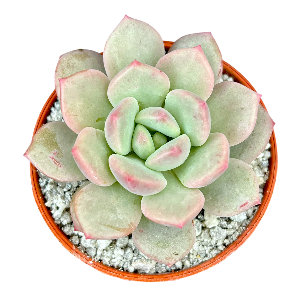 x Pachyveria 'Elaine Reinelt'