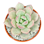 x Pachyveria 'Elaine Reinelt'