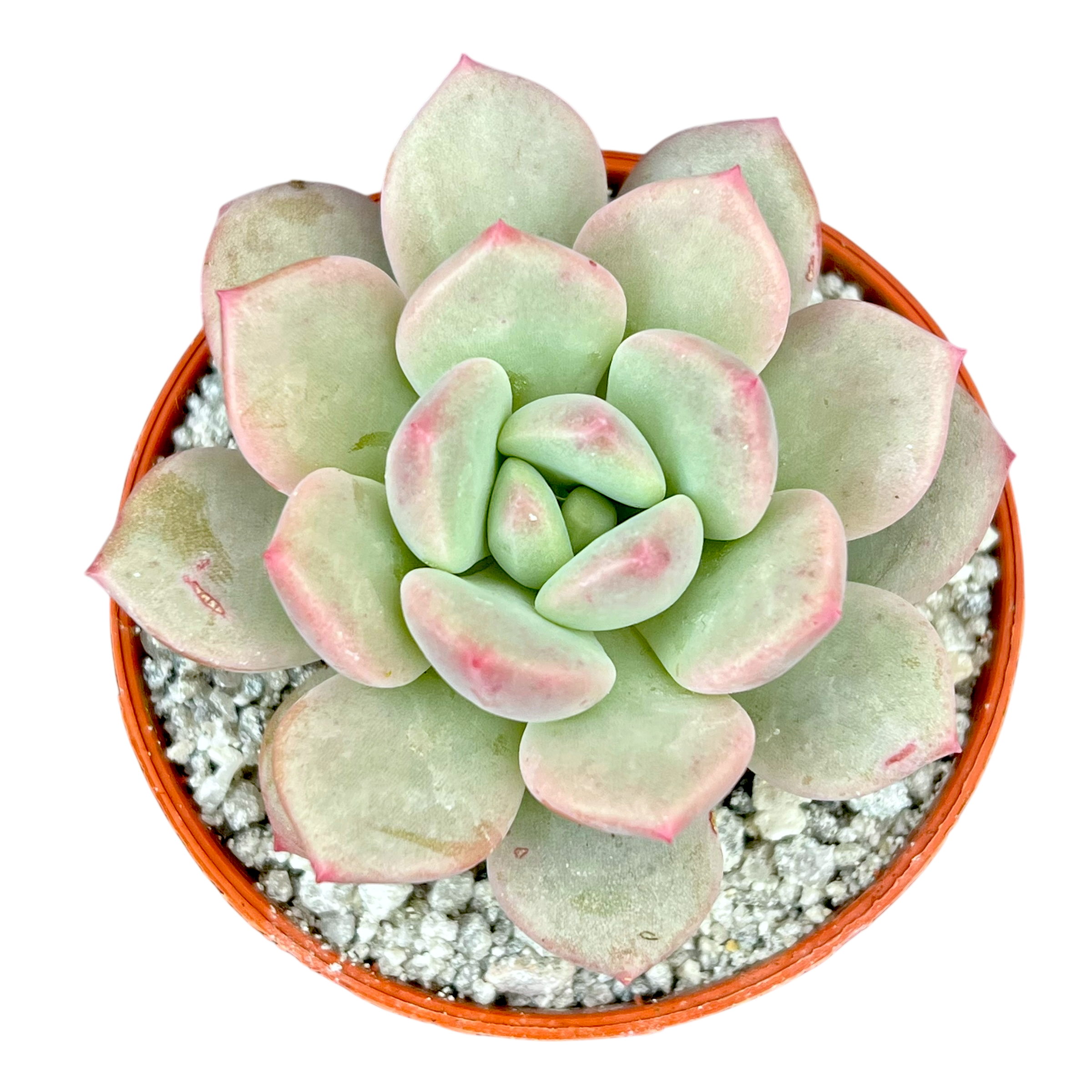 x Pachyveria 'Elaine Reinelt'