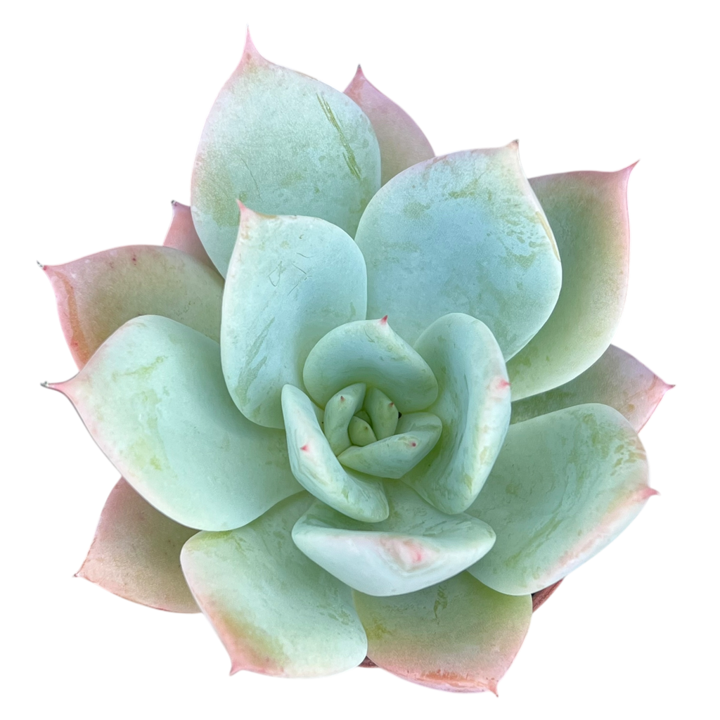 Echeveria 'Pastel Perfection'