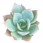 Echeveria 'Pastel Perfection'
