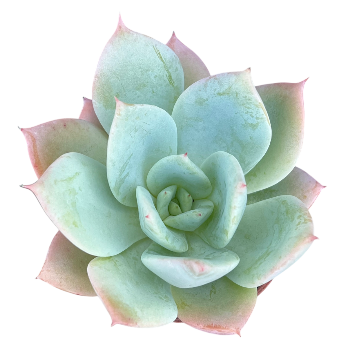 Echeveria 'Pastel Perfection'