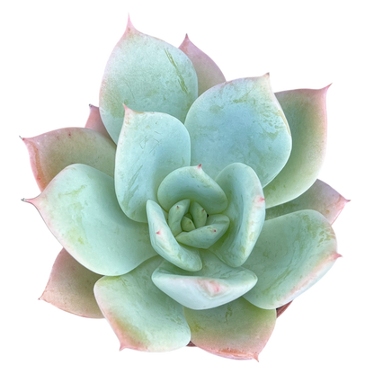 Echeveria 'Pastel Perfection'
