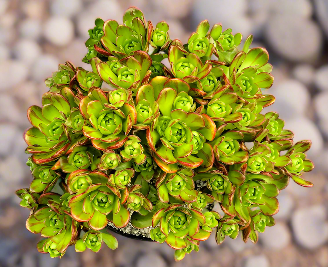 Aeonium x loartei