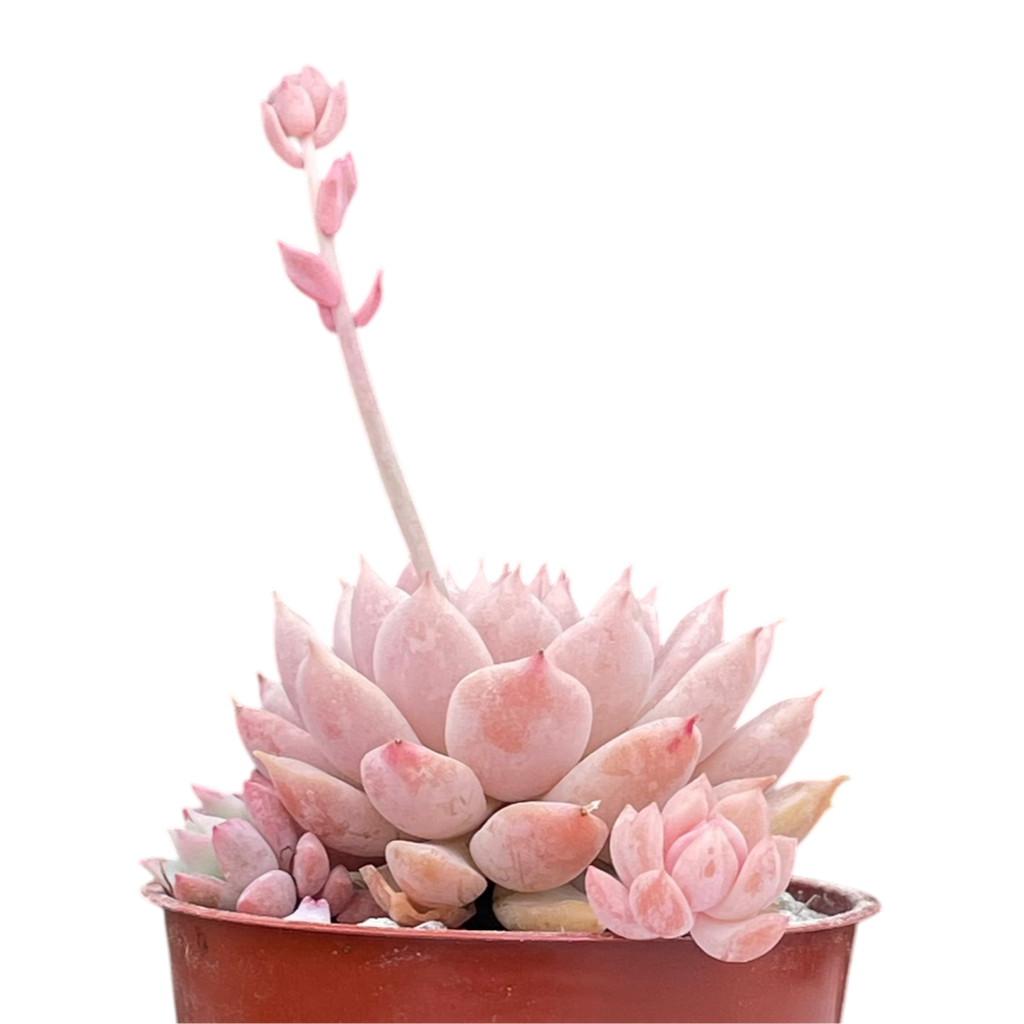Echeveria prolifica