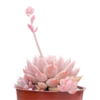 Echeveria prolifica