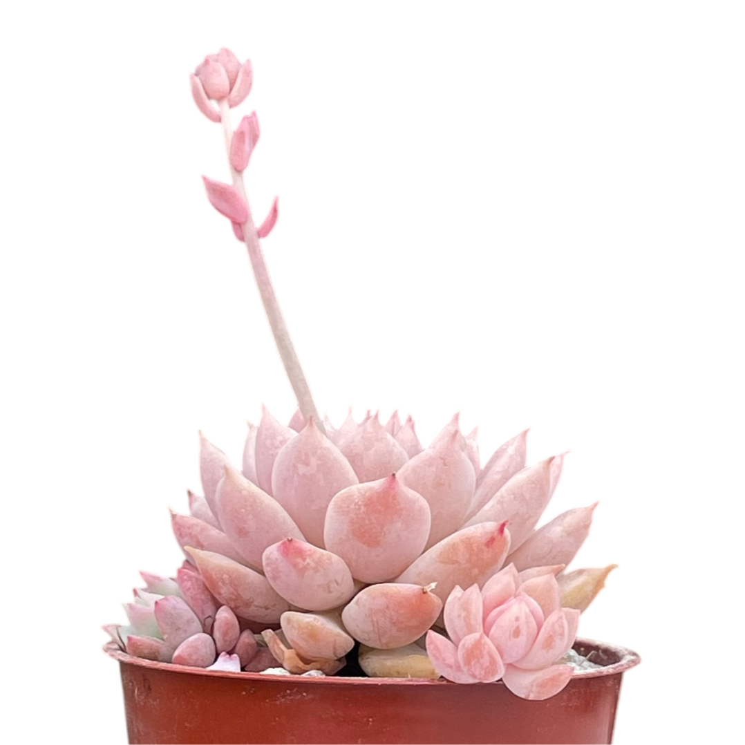 Echeveria prolifica