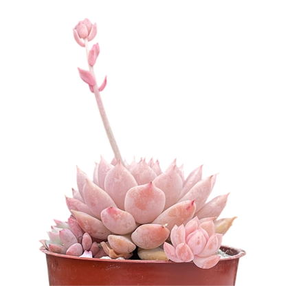 Echeveria prolifica