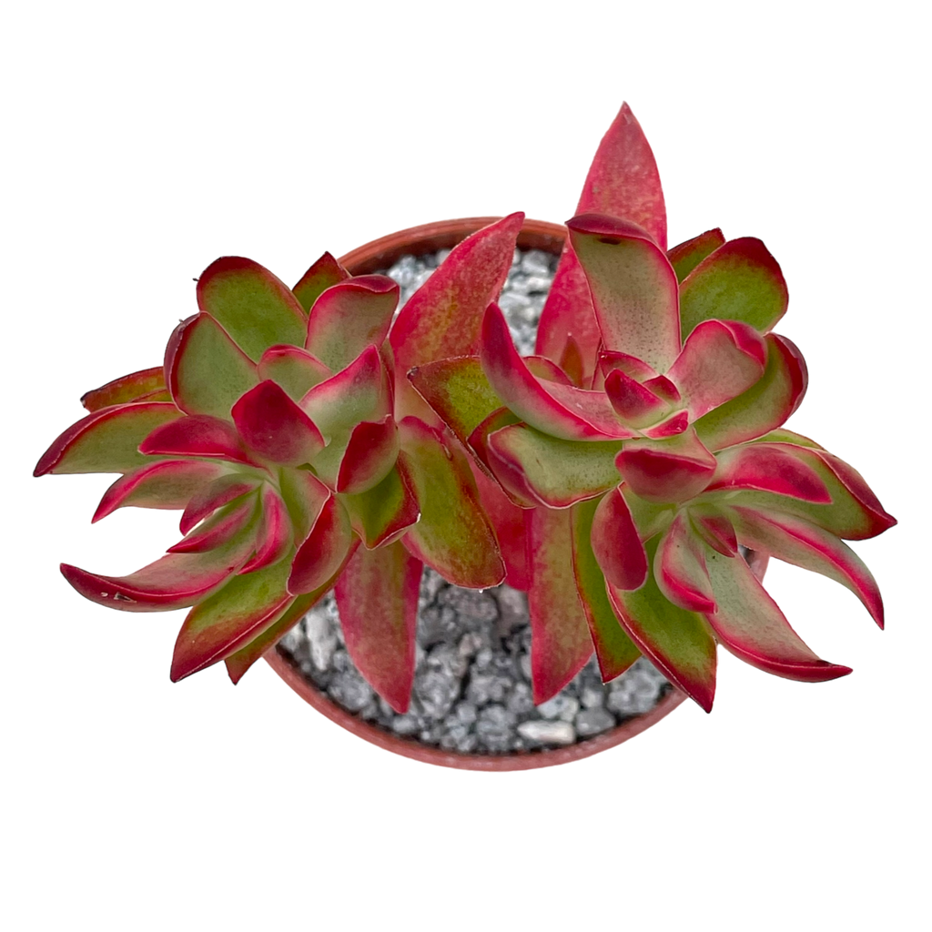 Crassula 'Candy Cane'