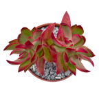 Crassula 'Candy Cane'