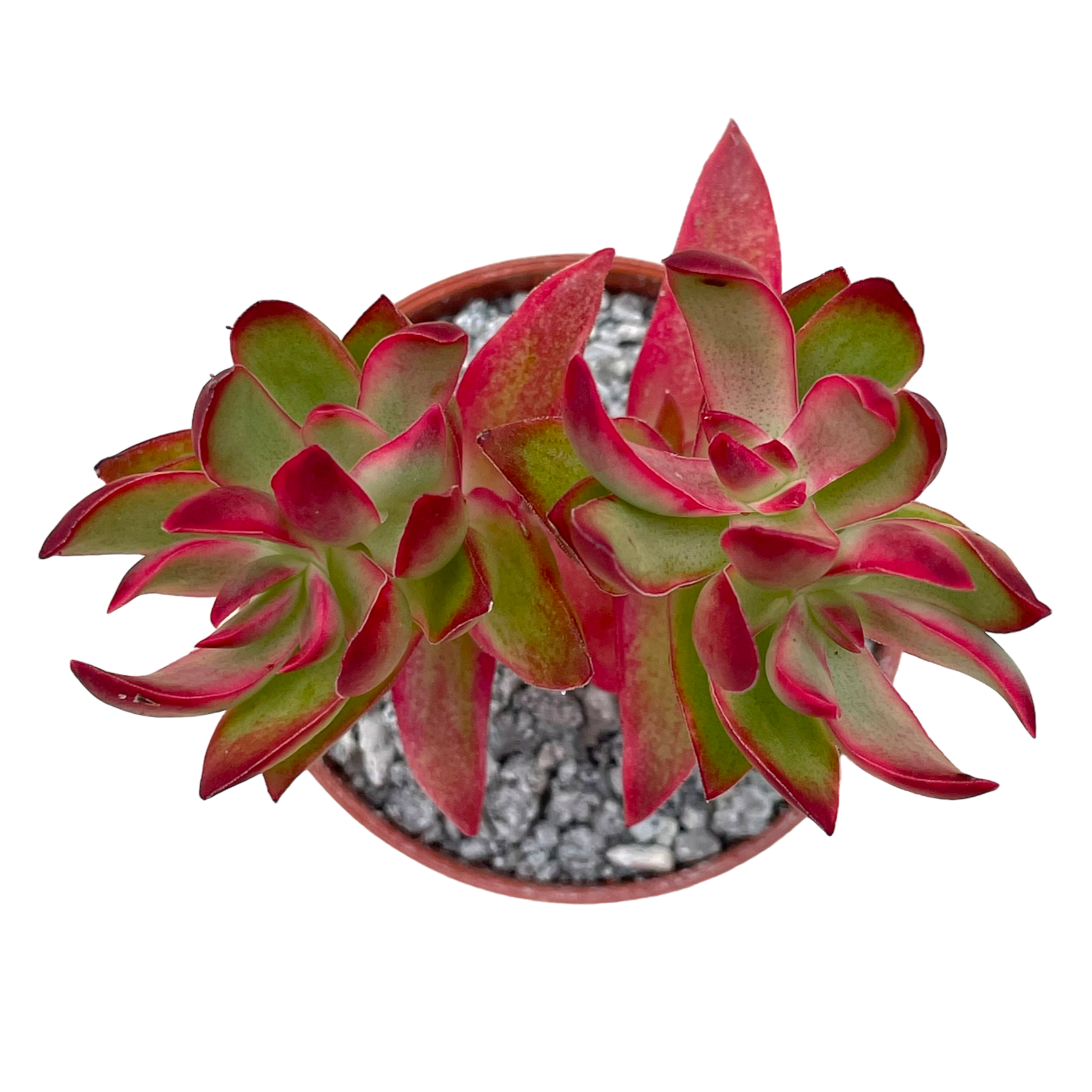Crassula 'Candy Cane'