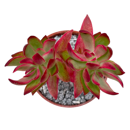 Crassula 'Candy Cane'