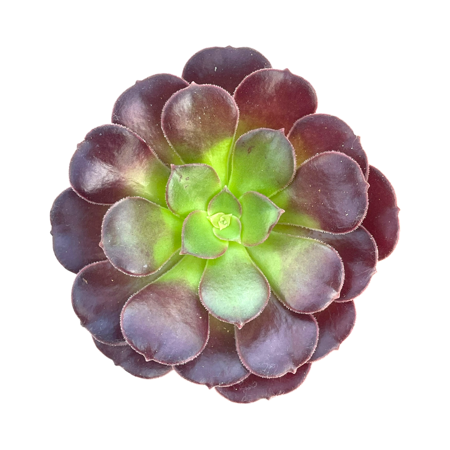 Aeonium 'Velour'