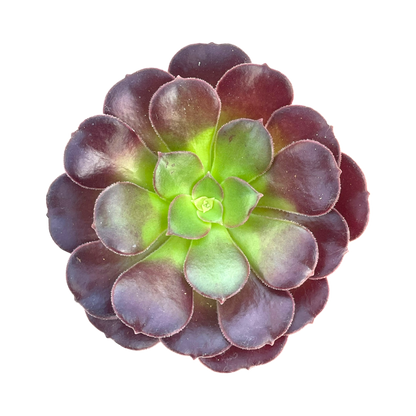 Aeonium 'Velour'