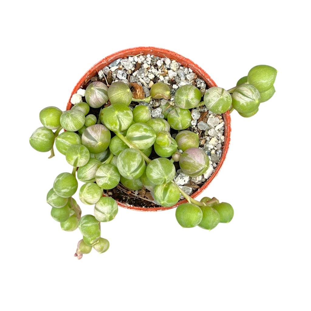 Curio rowleyanus 'Variegata'