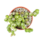 Curio rowleyanus 'Variegata'