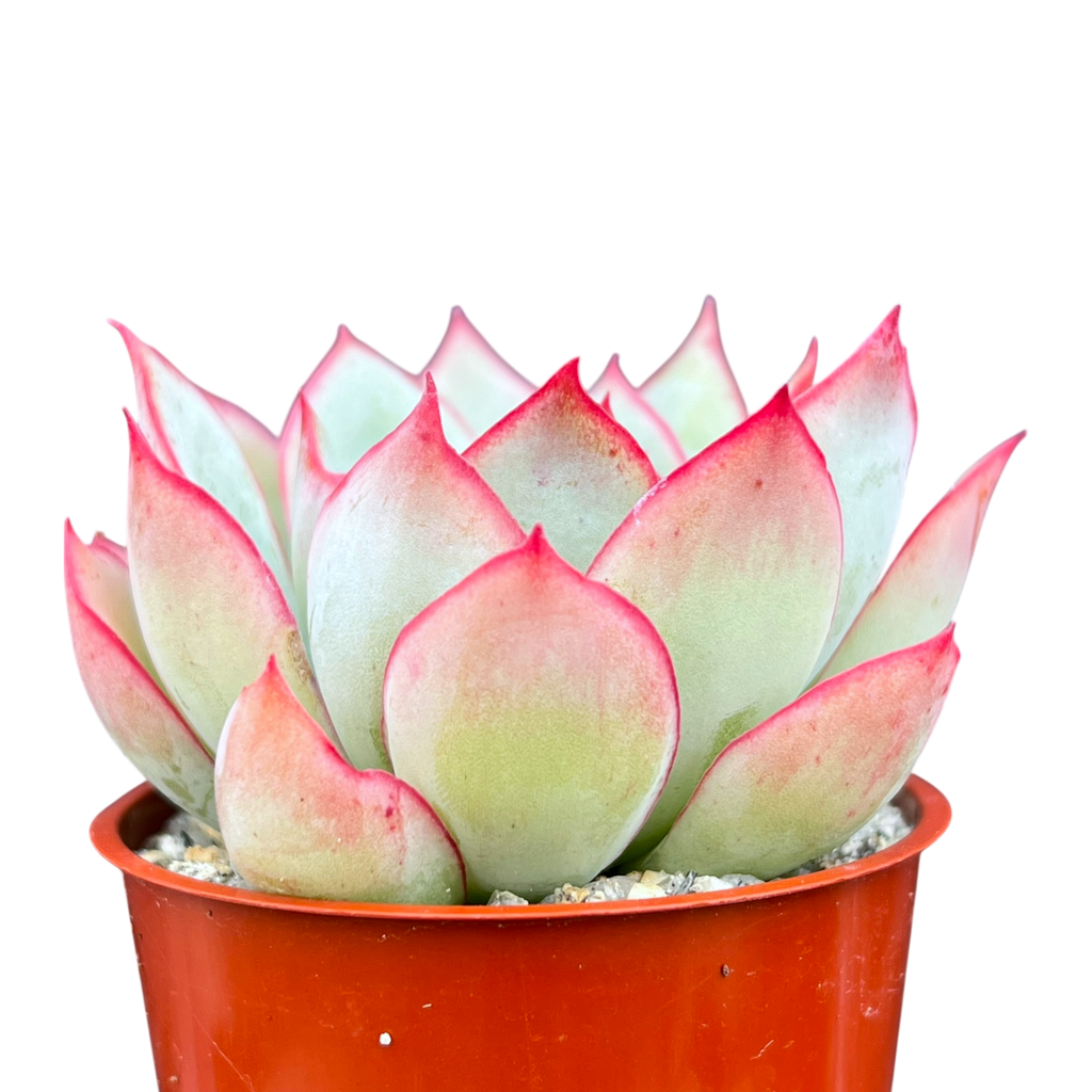 Echeveria 'Moon Goddess'