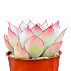 Echeveria 'Moon Goddess'