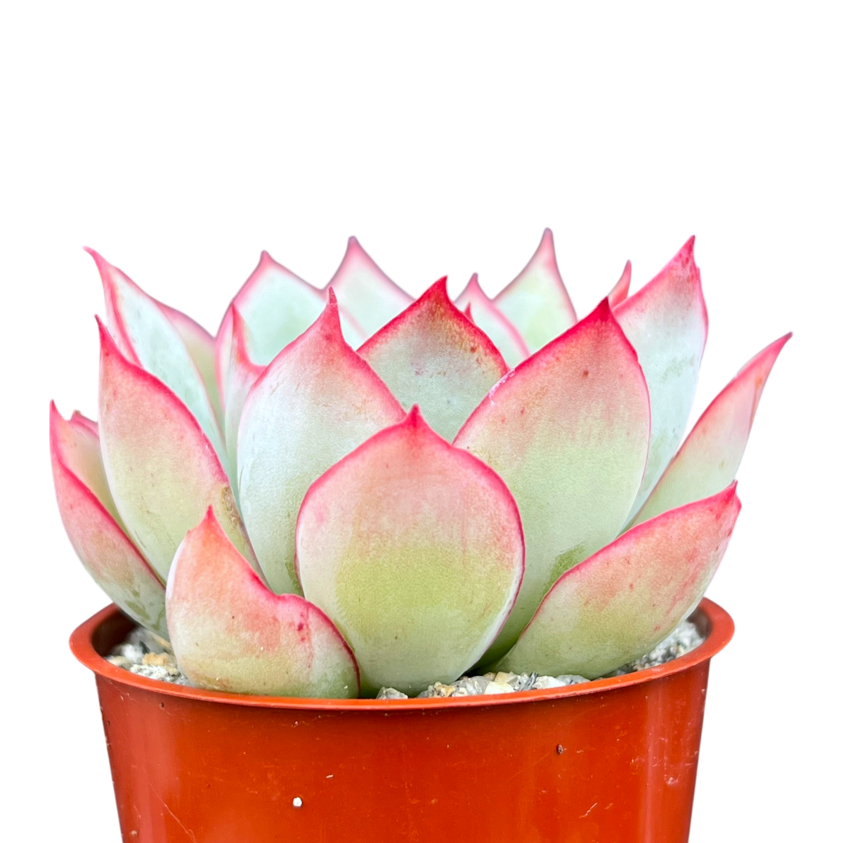 Echeveria 'Moon Goddess'