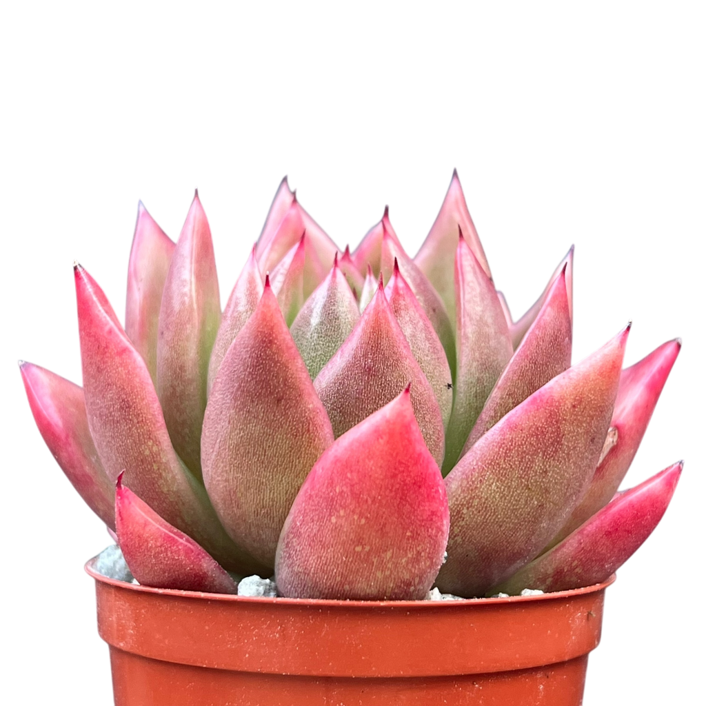 Echeveria agavoides 'Miranda'