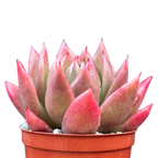 Echeveria agavoides 'Miranda'