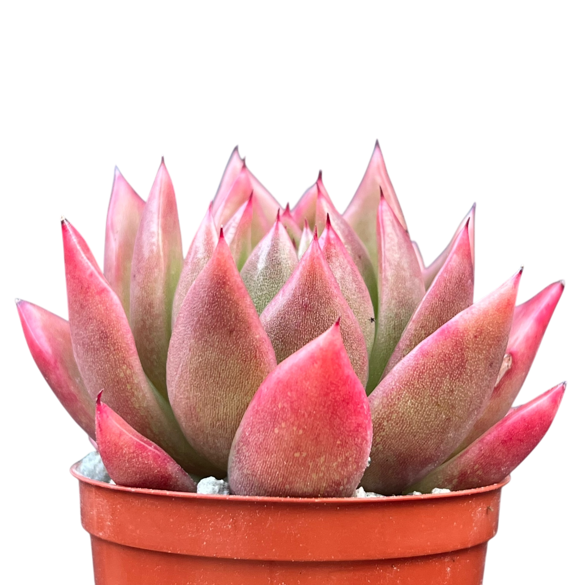 Echeveria agavoides 'Miranda'