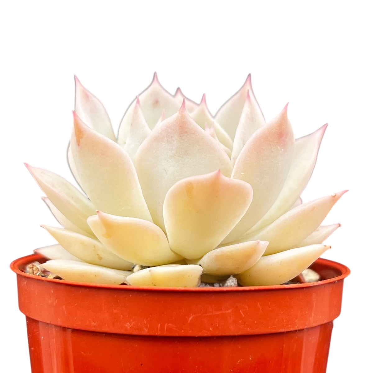 fleur blanc succulent Echeveria 'Fleur Blanc' – Surreal Succulents