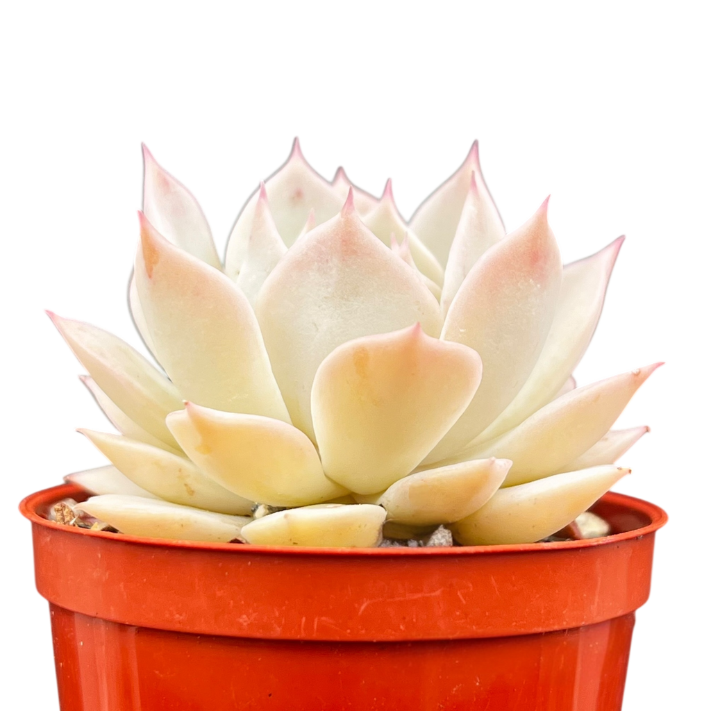 Echeveria 'Fleur Blanc'