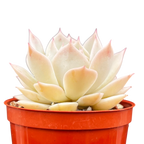 Echeveria 'Fleur Blanc'