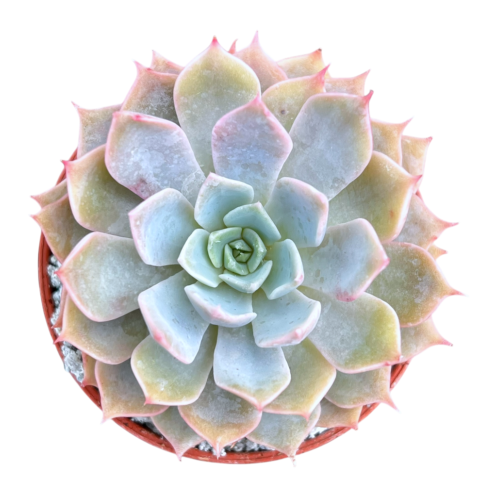 Echeveria 'Satellite'