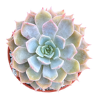 Echeveria 'Satellite'