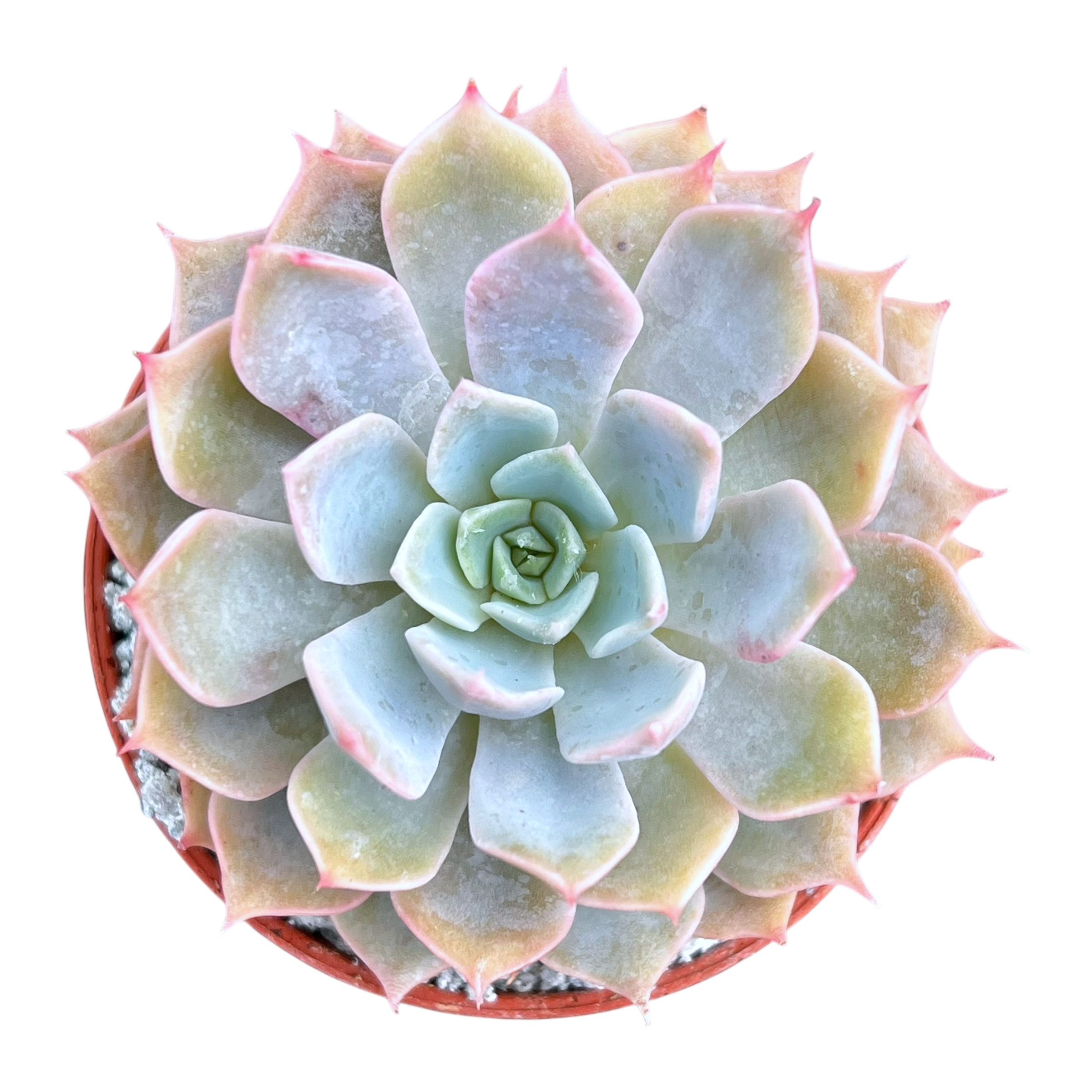 Echeveria 'Satellite'