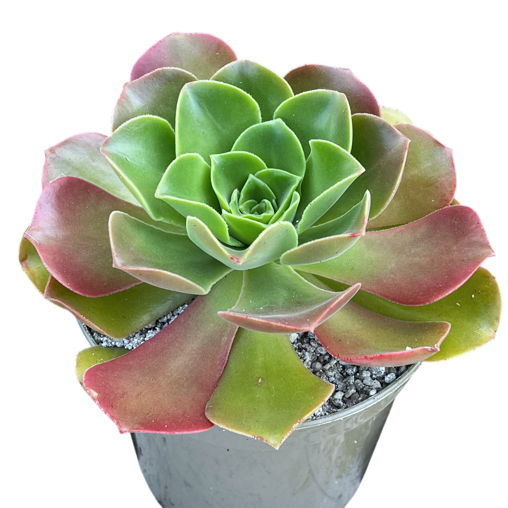 Aeonium 'Darley Blush'
