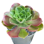 Aeonium 'Darley Blush'