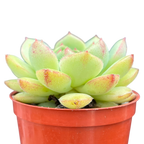 Echeveria derosa 'Herr Herrsblute'